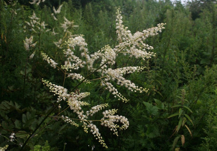 Копия женьшеня на Дальнем востоке