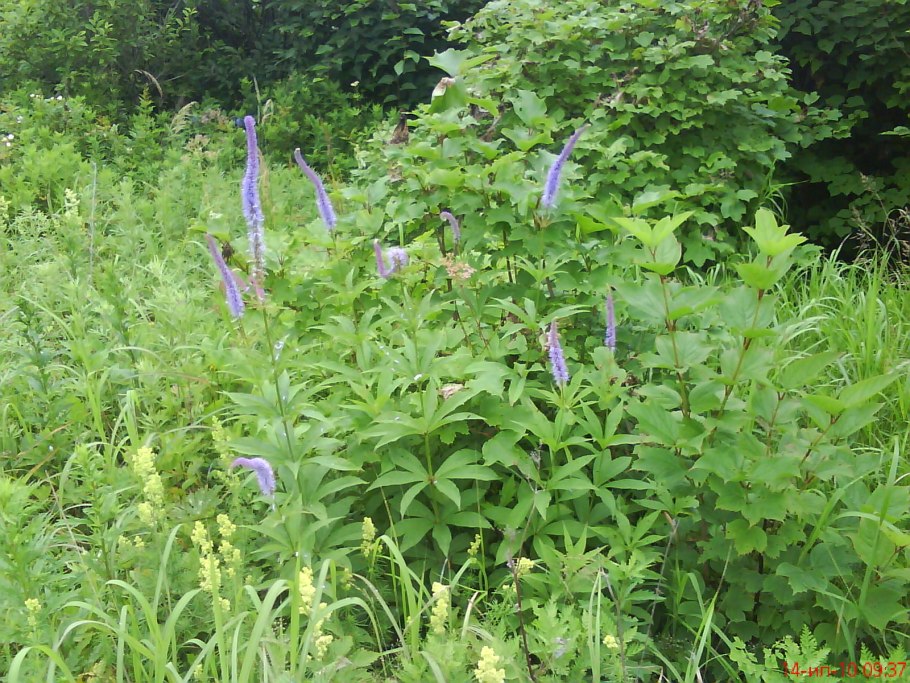 Вероника Сибирская цветок