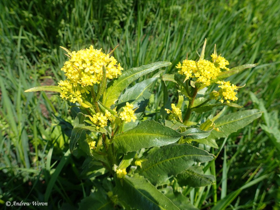 Лук душистый (Allium odorum)
