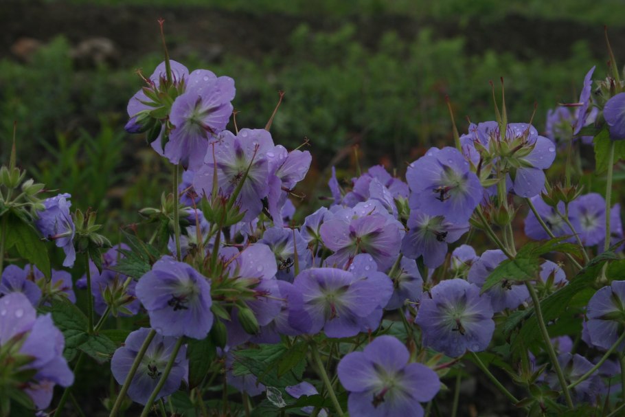 Шульция косматая