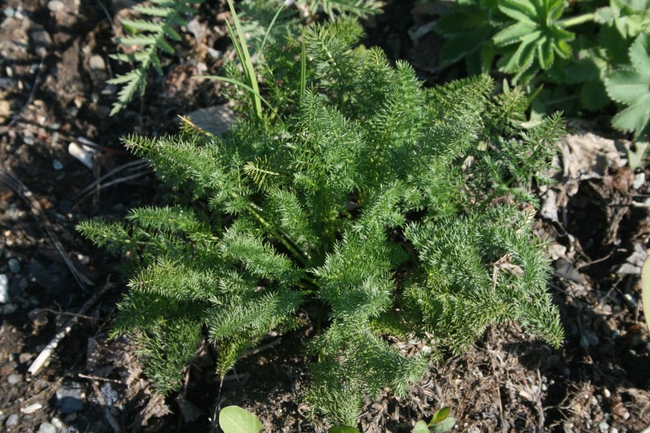 Lysimachia barystachys