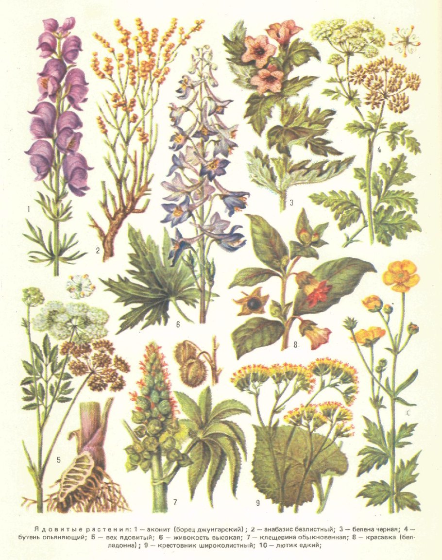 Растение корейский женьшень