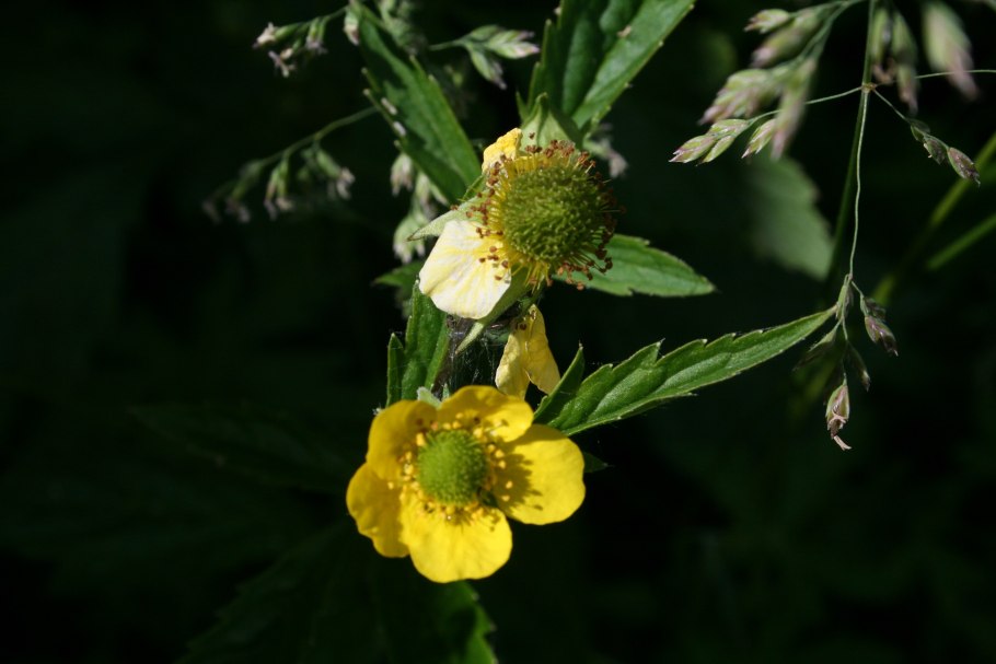 Растения дальнего Востока