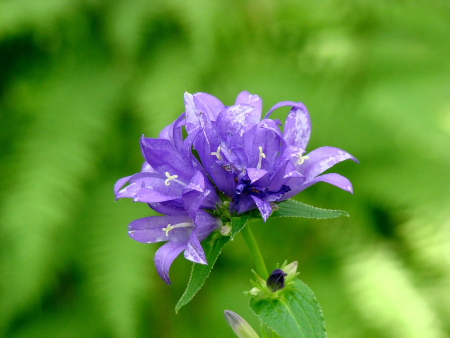 Горная горечавка Северной Осетии