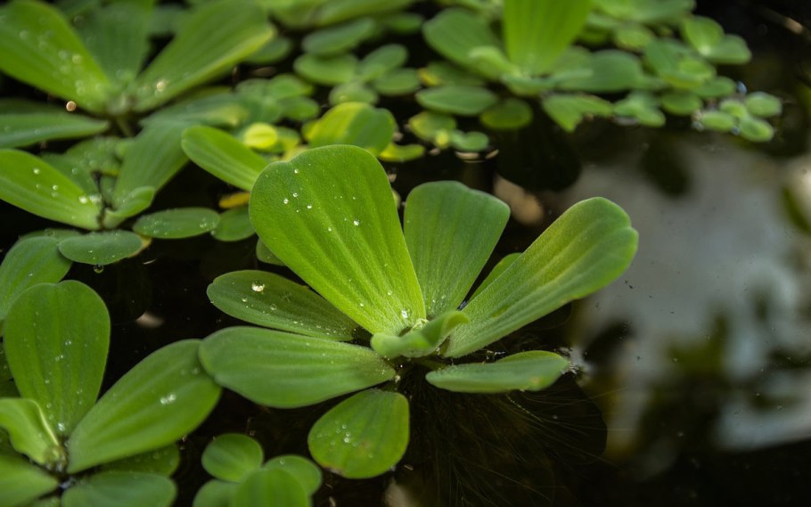 Ситник мечелистный СТАРХЕАД