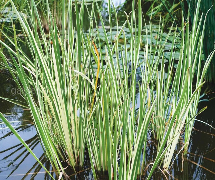 Частуха ланцетная alisma lanceolatum