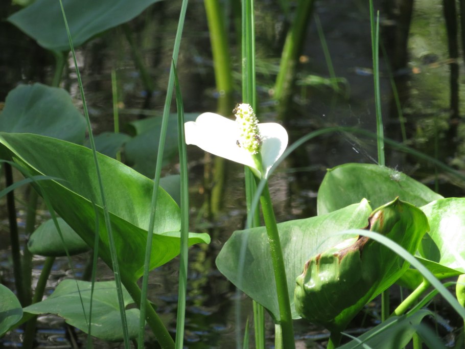 Sagittaria слив