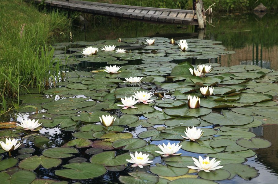 Кувшинка Капская