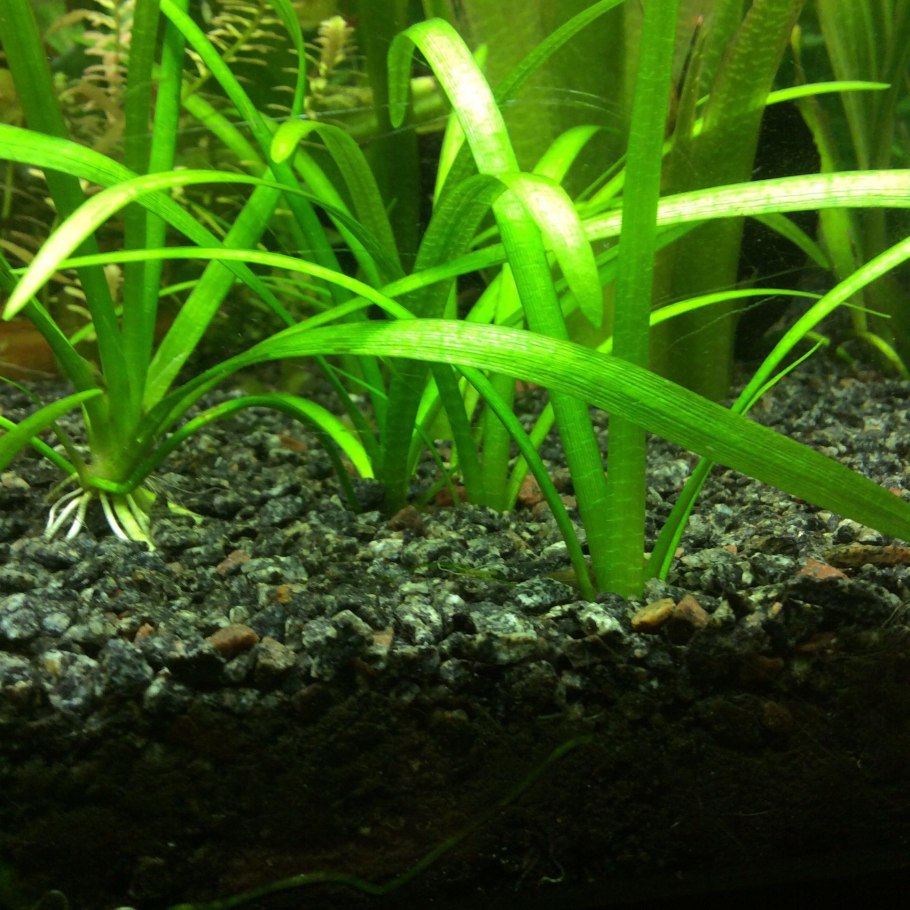 Echinodorus schlueteri