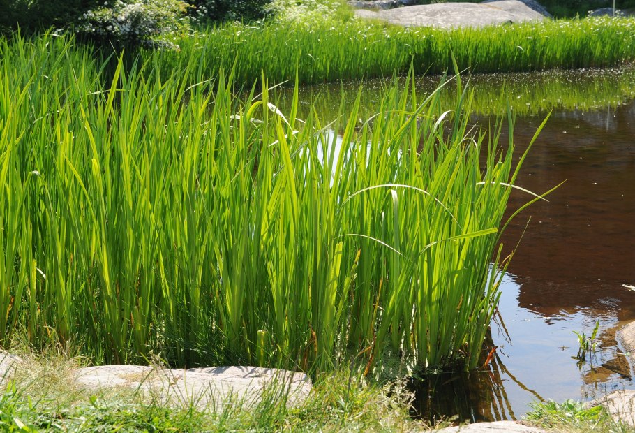 Гидрофиты стрелолист