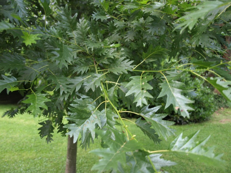 Ольха черная (Alnus glutinosa)