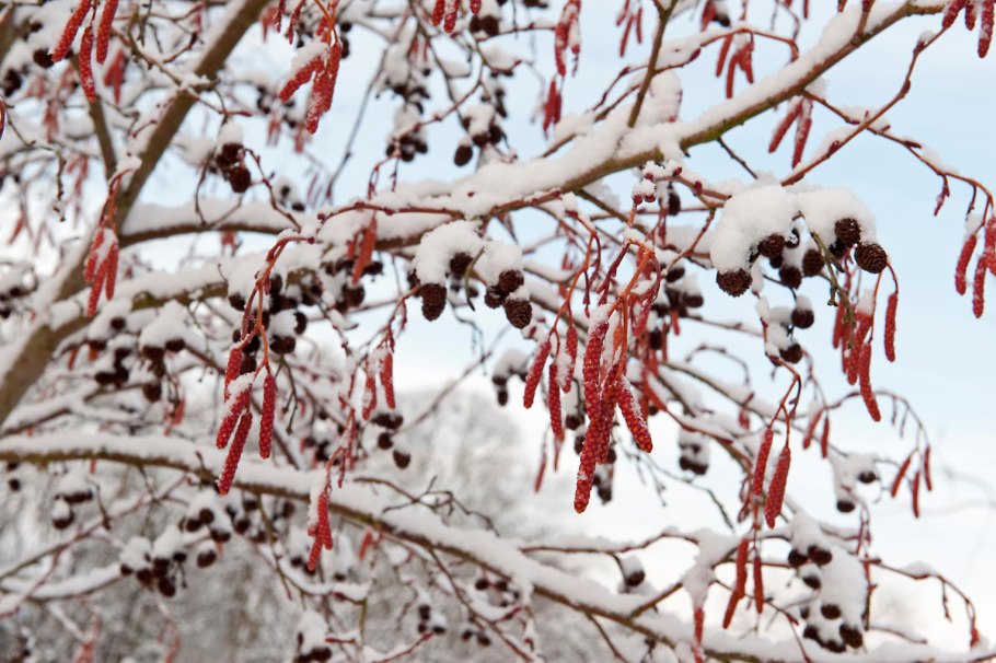 Ольха серая Alnus incana “Aurea”