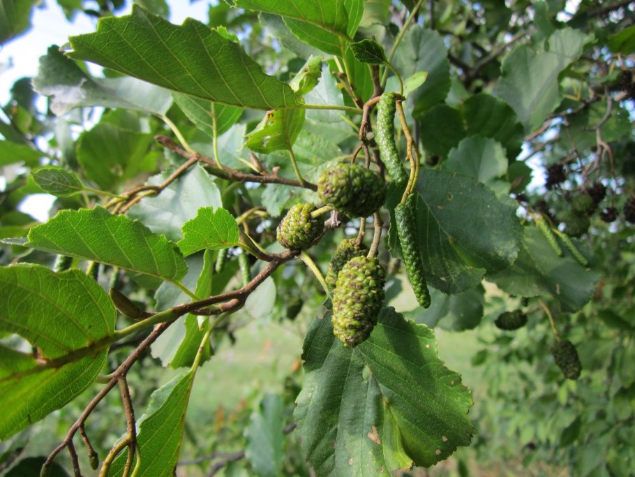 Ольха сердцевидная Alnus cordata