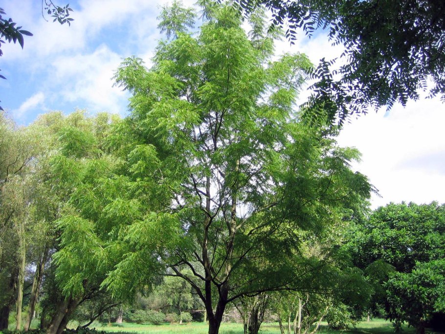 Alnus incana 'pendula'