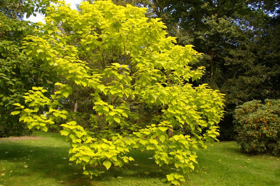 Alnus rubra pinnatisecta