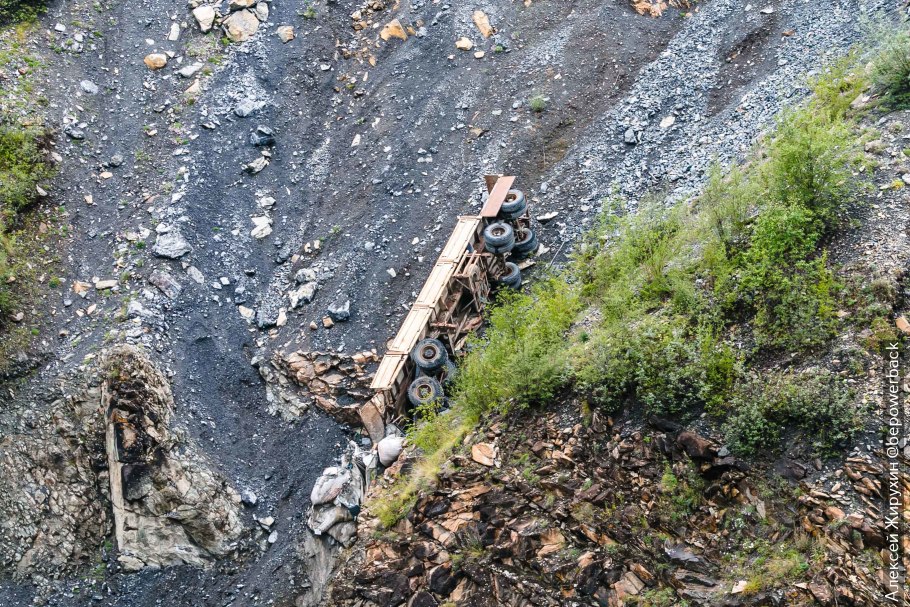Поваленное дерево в лесу