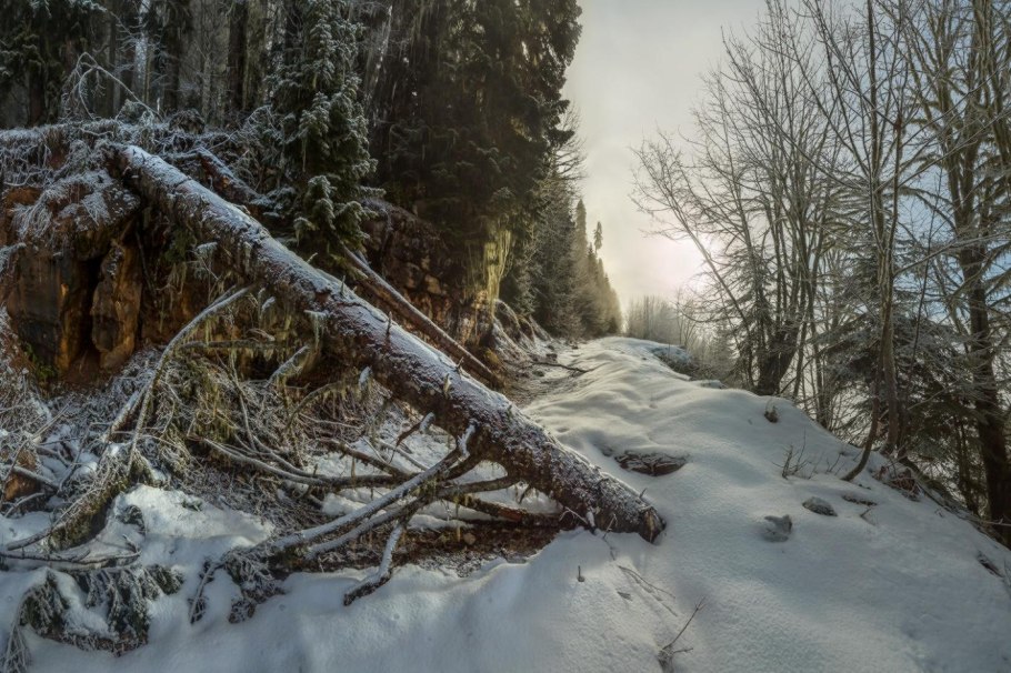 Корни поваленного дерева