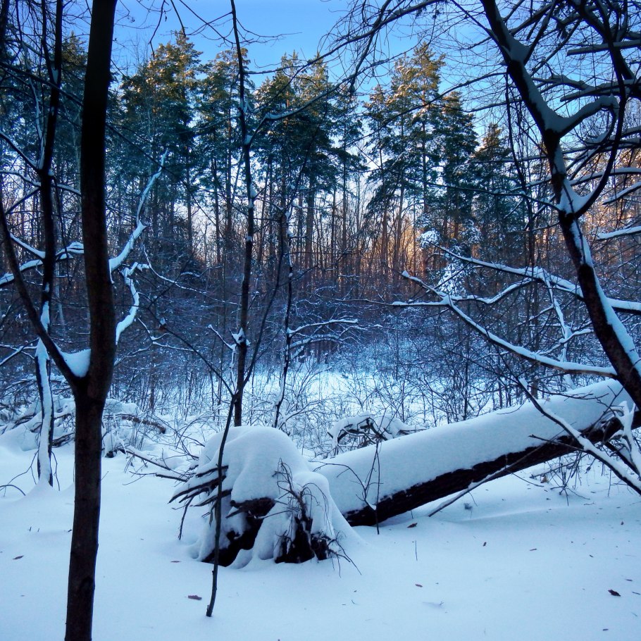 Шишкин валежник