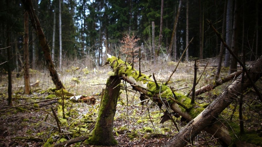 Последствия урагана в лесу