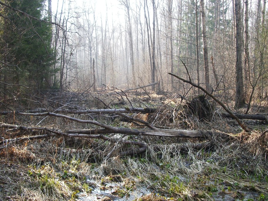 Тайга 19 века