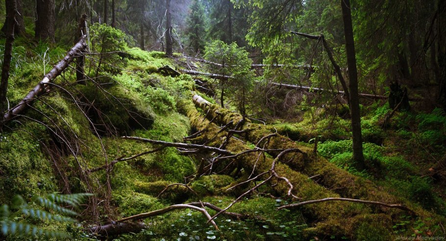 Дождливая дорога