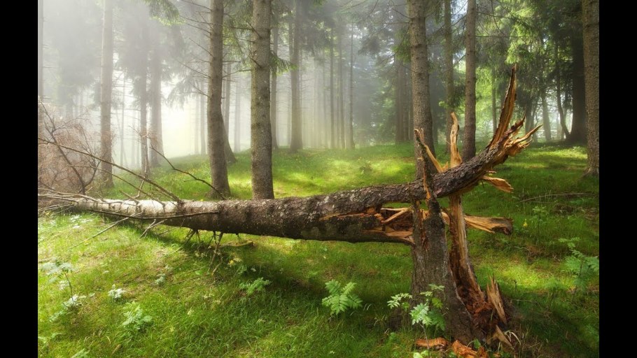 Лесной завал