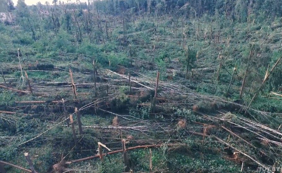 Бурелом вепря