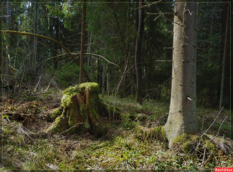 Поваленное дерево