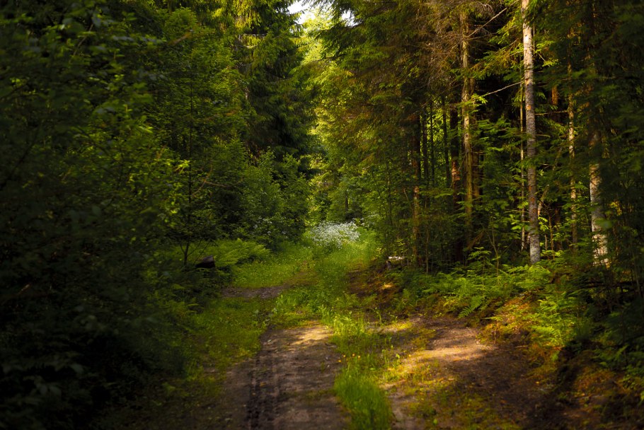 Старая поваленная сосна