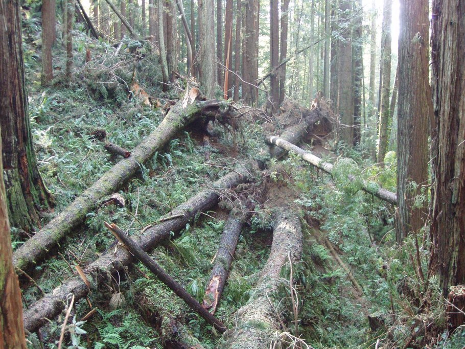 Ветровал деревьев