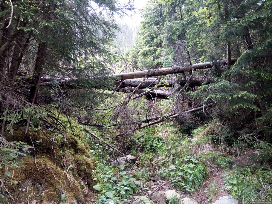 Дамхурц дорога