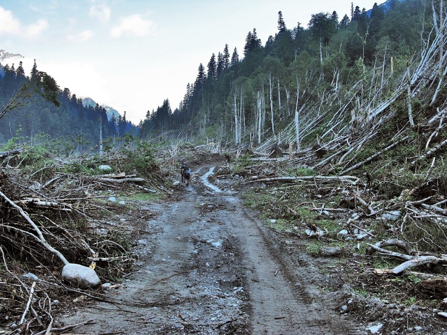 Глухая Тайга бурелом