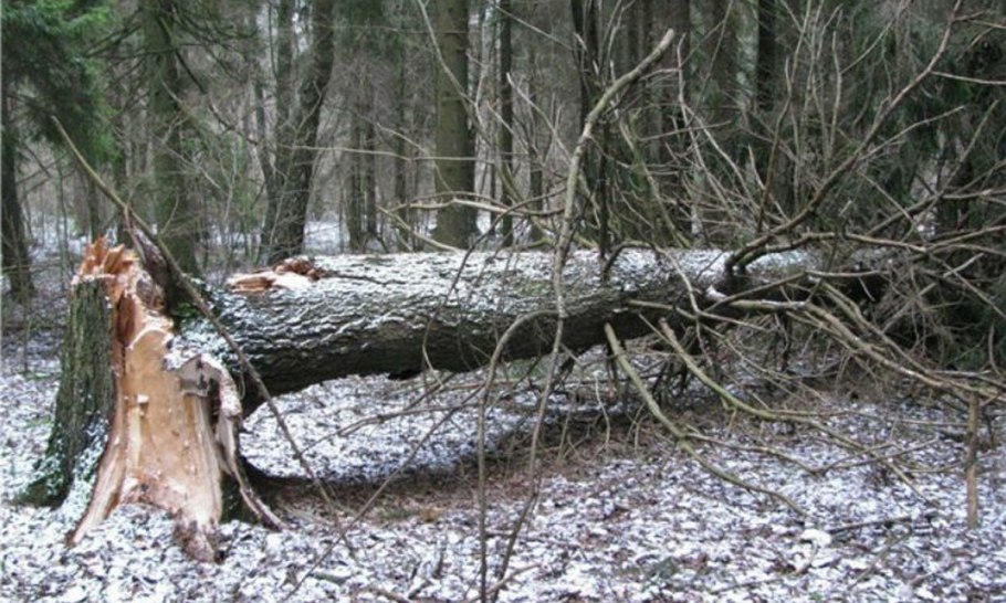 Самурский лес тропа