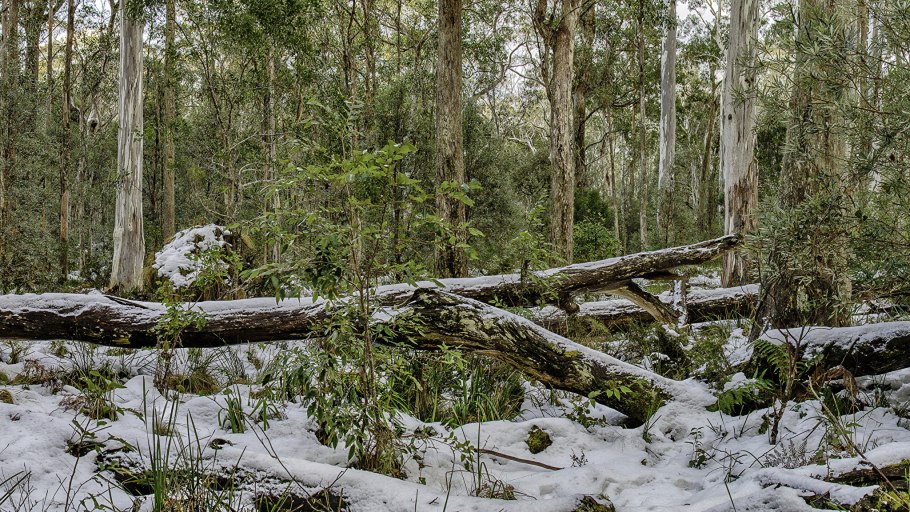 Бревно валежник