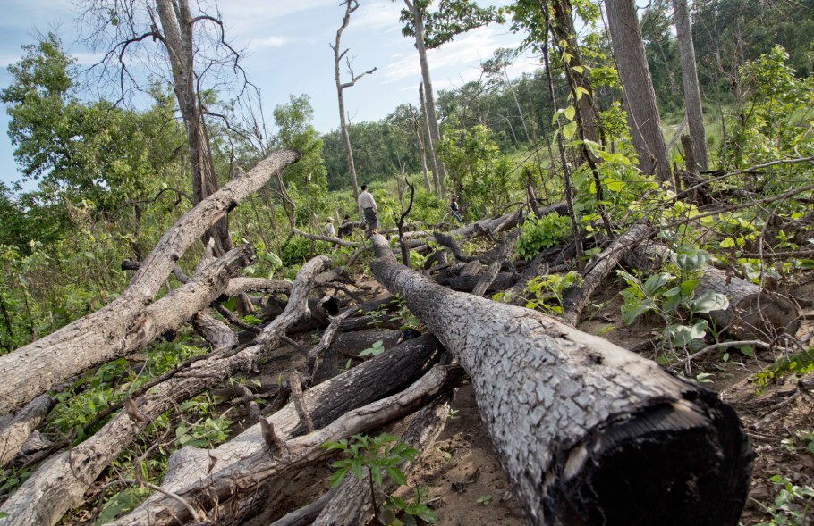 Поваленное дерево в зимнем лесу