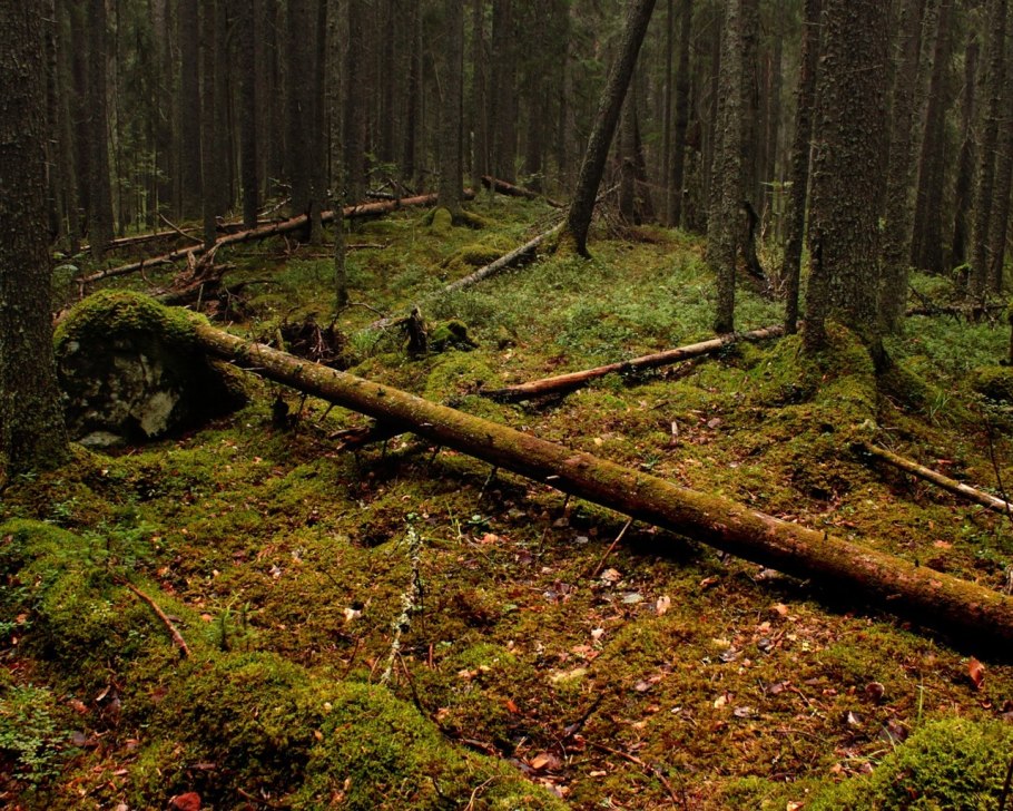 Пасмурный лес