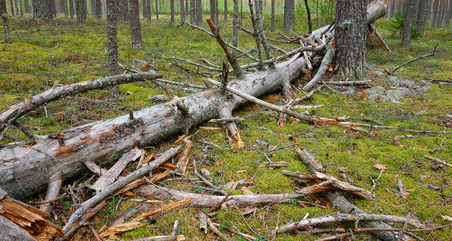 Шишкин пейзаж мерикюль