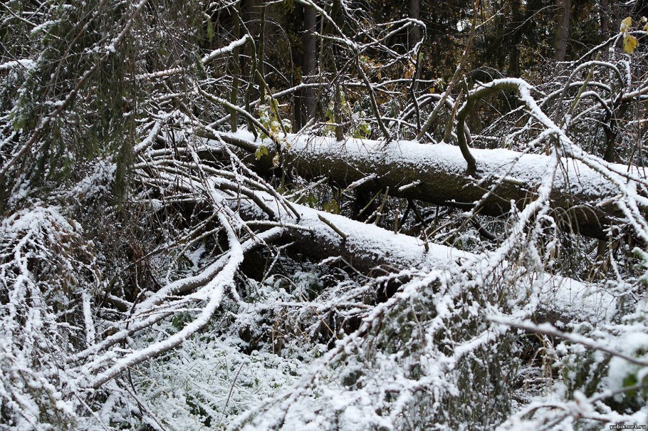 Поваленное дерево в лесу