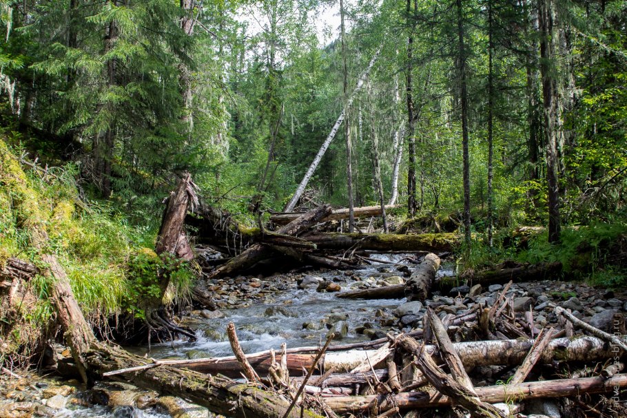 Абхазия горы зима лес