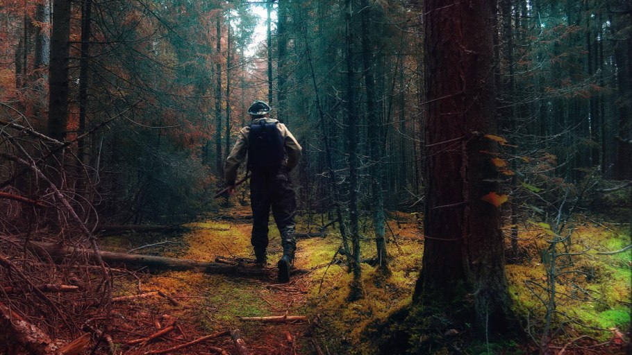 Поваленое деревов лесу