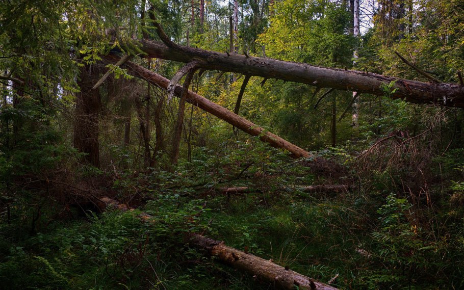 Поваленное бревно