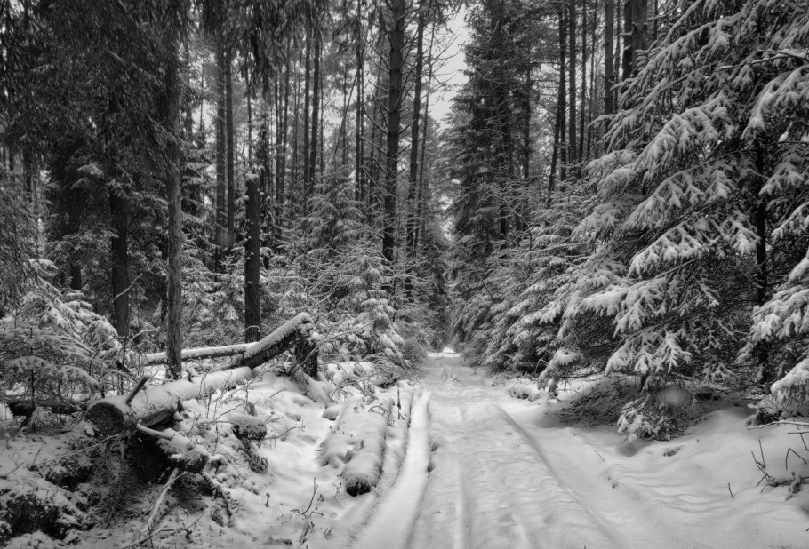Валежник зимой