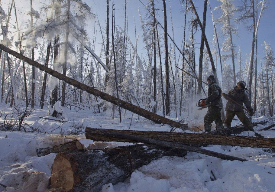Упавшее дерево в лесу
