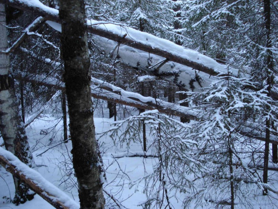 Иван Шишкин бурелом 1886 - 1887