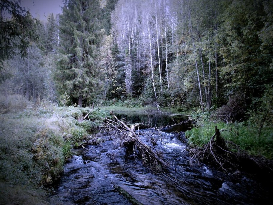 Бурелом валежник