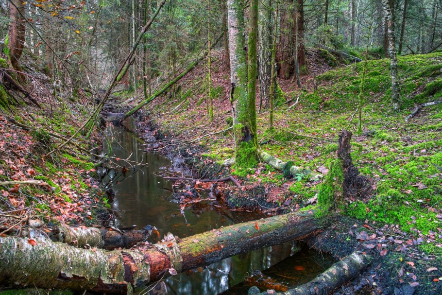 Человек идет в лес