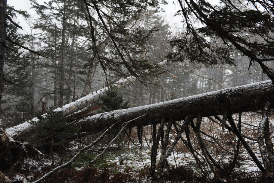 Лес бурелом мох