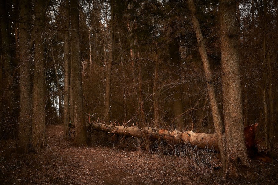 Таинственный зимний лес