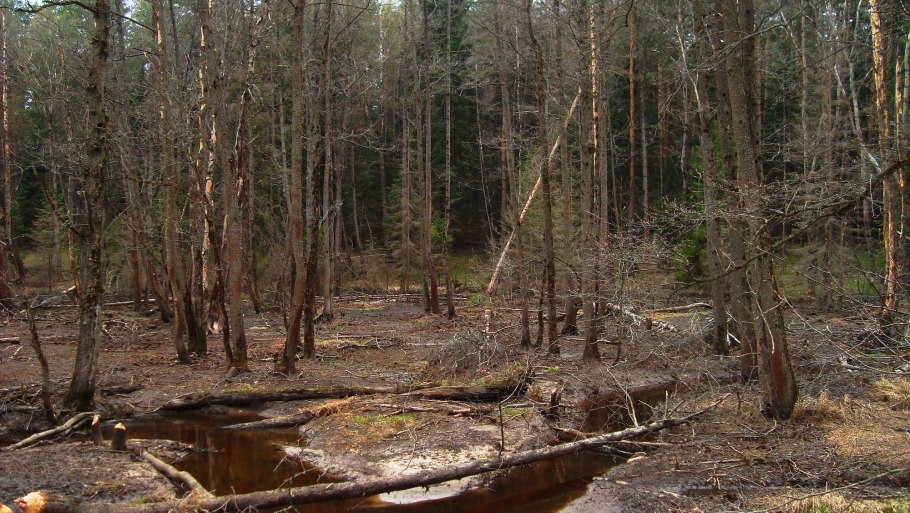 Ночная Проселочная дорога