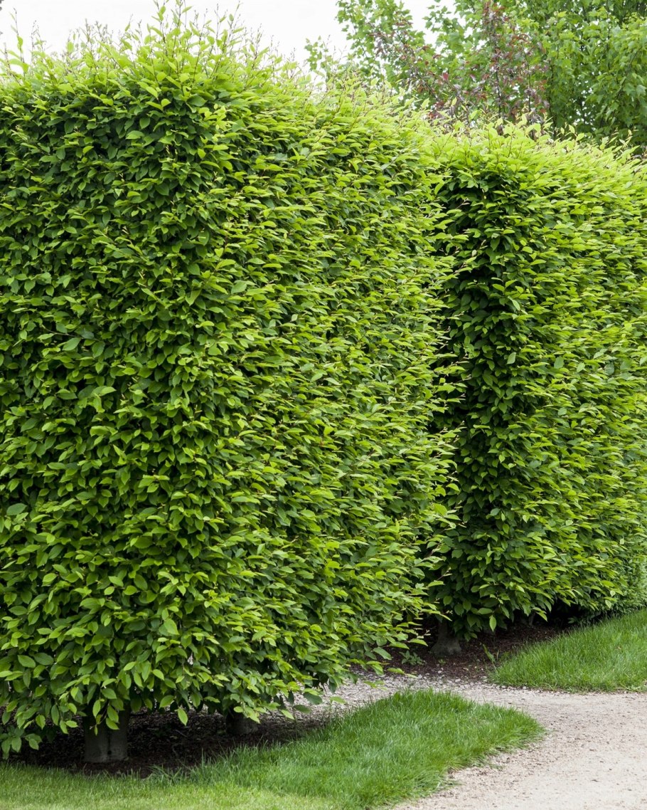 Граб обыкновенный Fastigiata Фастигиата